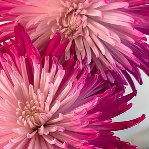 Meet your Posher, Carol